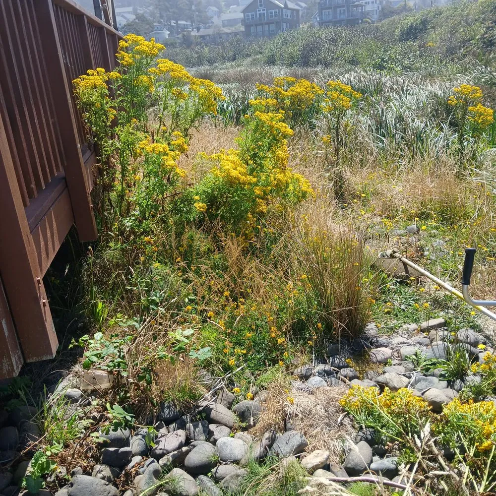 Custom yard maintenance for homes in Newport, OR by My Friend Benito Garcia Services