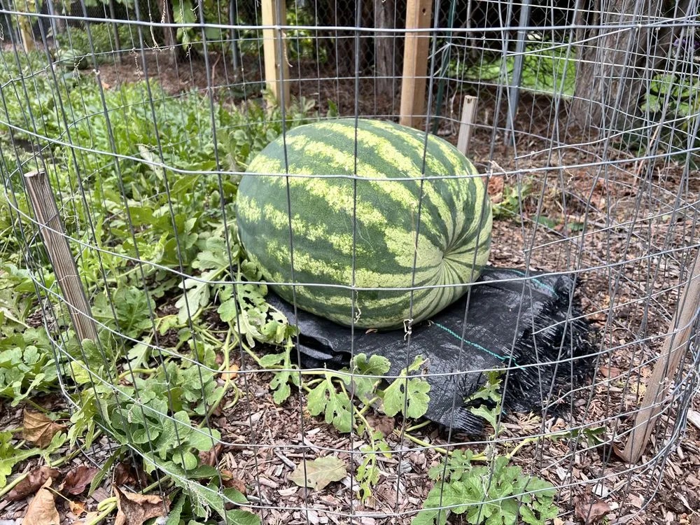 Expert landscape design experts serving West Des Moines, IA - My Fruit Care