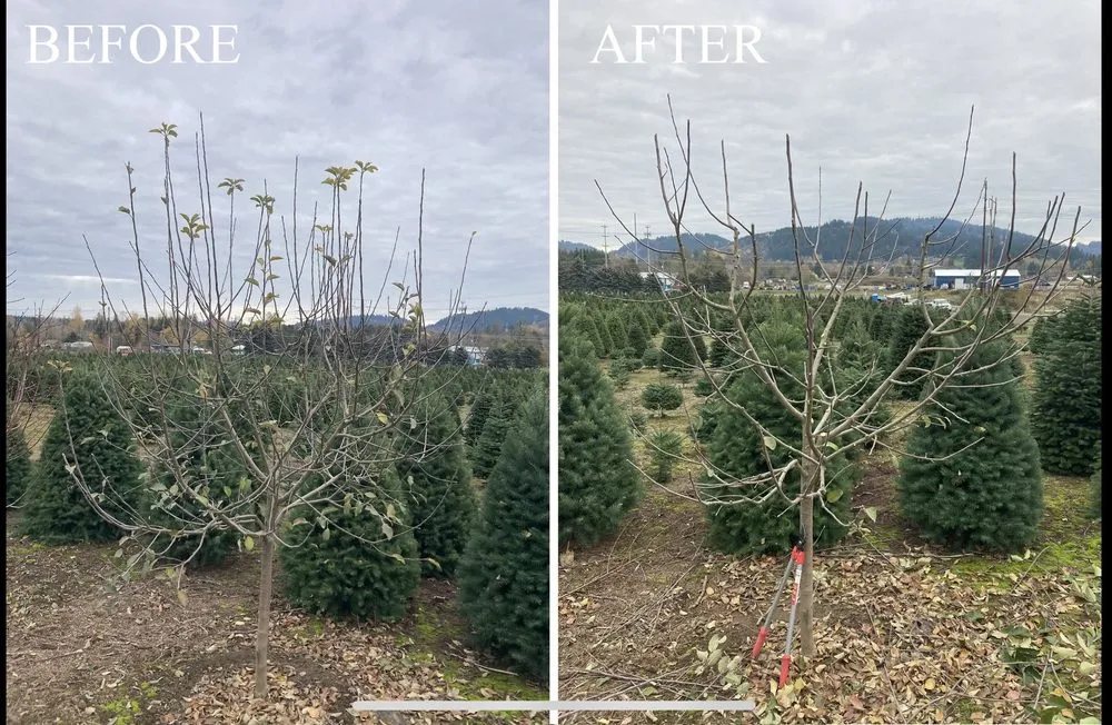 Reliable yard cleanup service in West Des Moines, IA - My Fruit Care