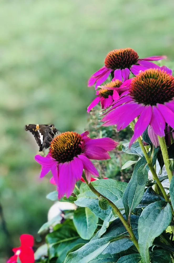 Custom landscape design experts serving Herndon, VA - My garden concepts