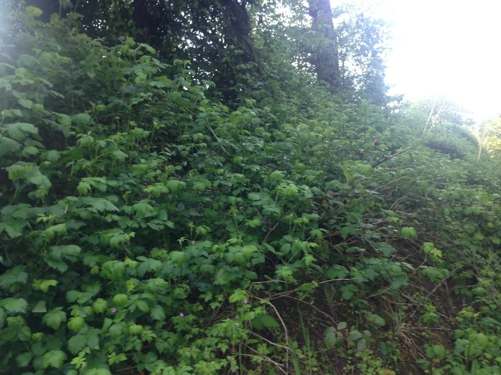 Reliable lawn mowing service in Gresham, OR - My Green Pros