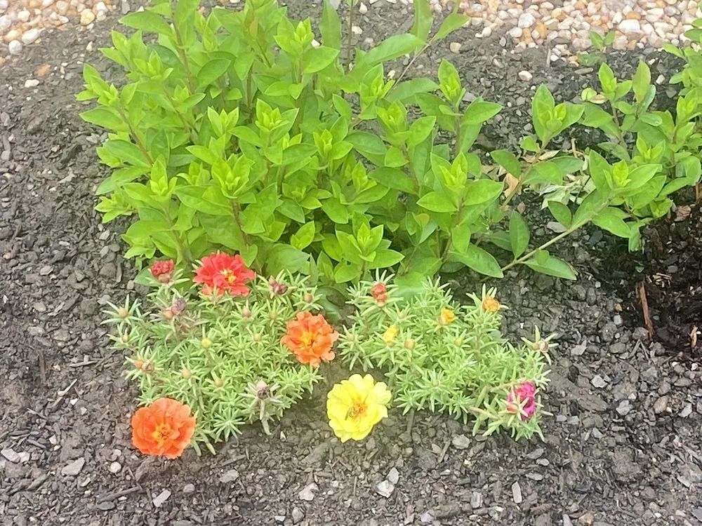 Affordable garden landscaping in Aiken, SC - My Green Thumb