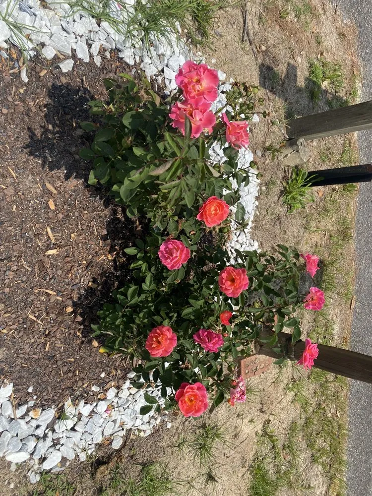 Local outdoor landscaping in Aiken, SC by My Green Thumb