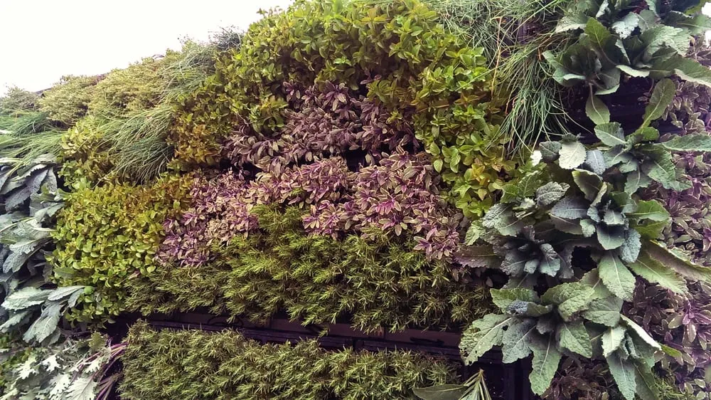 Local landscaping services in Magalia, CA - My Ground