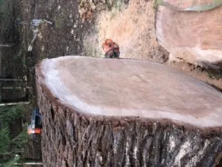 Trusted landscaping services for outdoor upgrades in McMinnville, OR by My Hauler With Claw