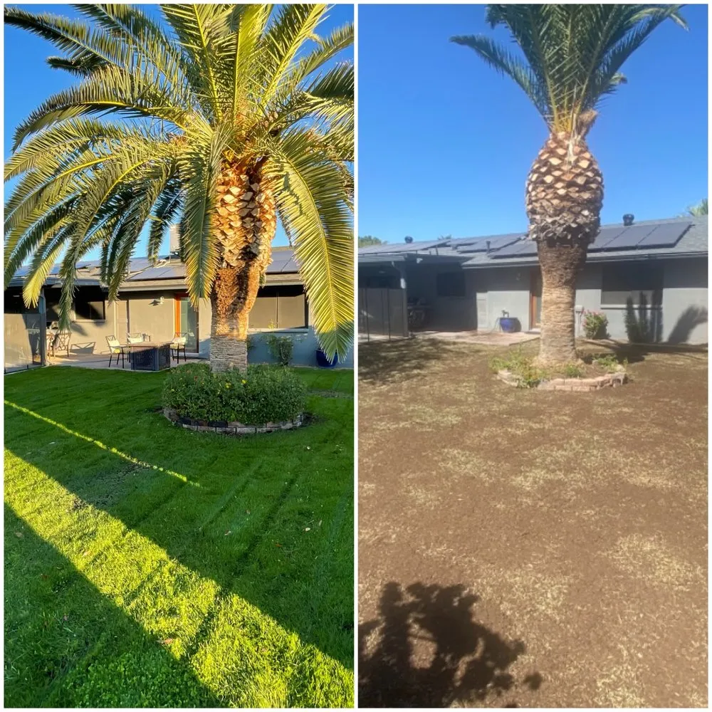 Affordable lawn care service in Peoria, AZ - My Landscaper