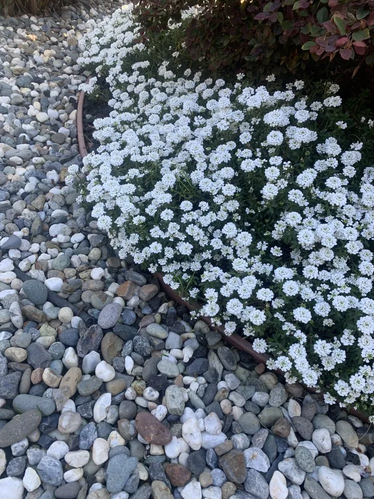 Professional garden landscaping in Newark, CA by My lovely garden