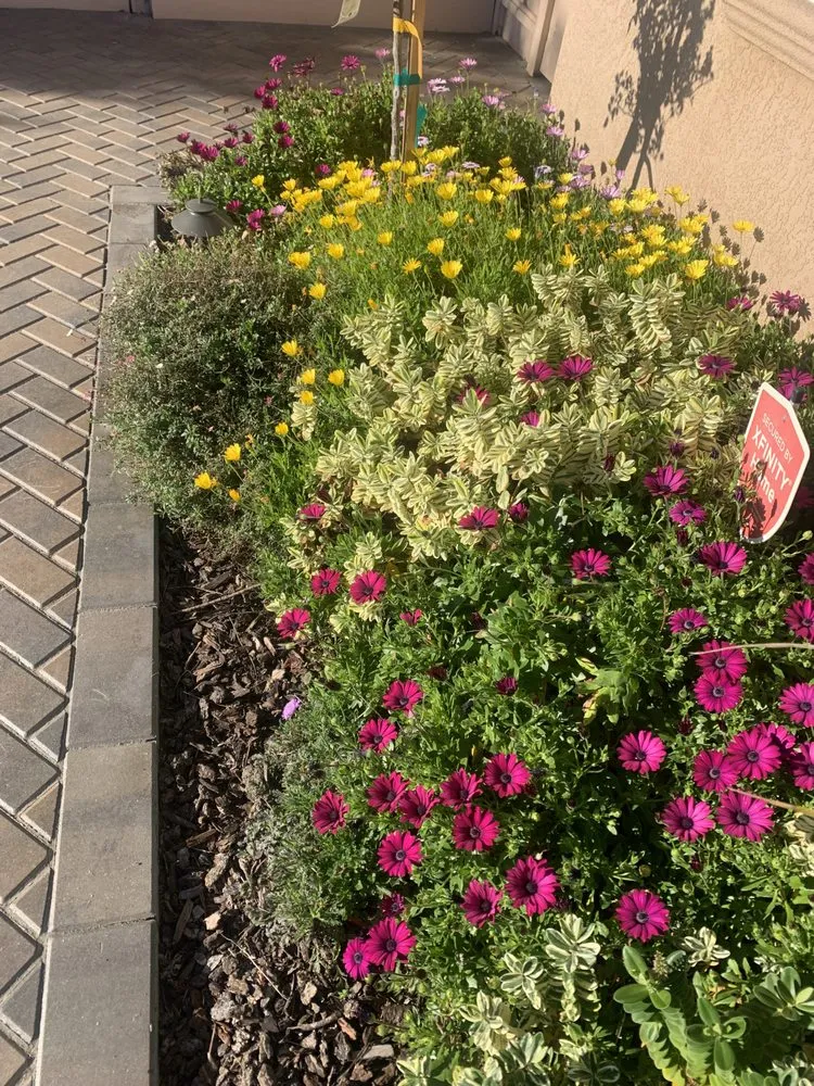 Affordable lawn care service in Newark, CA by My lovely garden