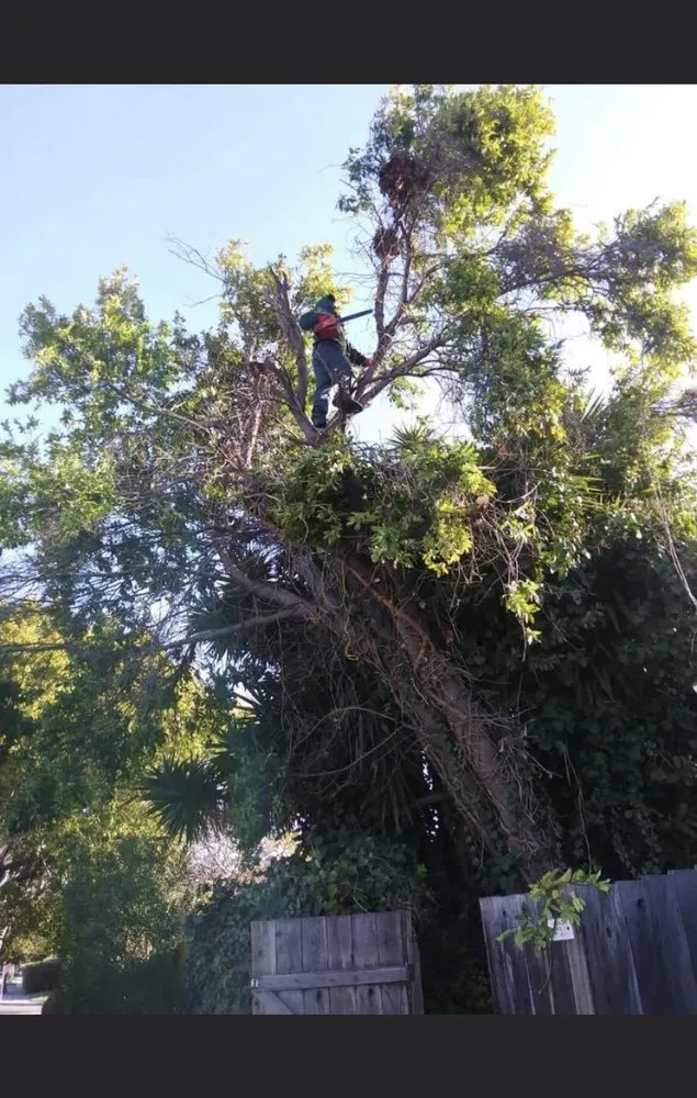 Trusted landscaping services near you across Newark, CA - My lovely garden