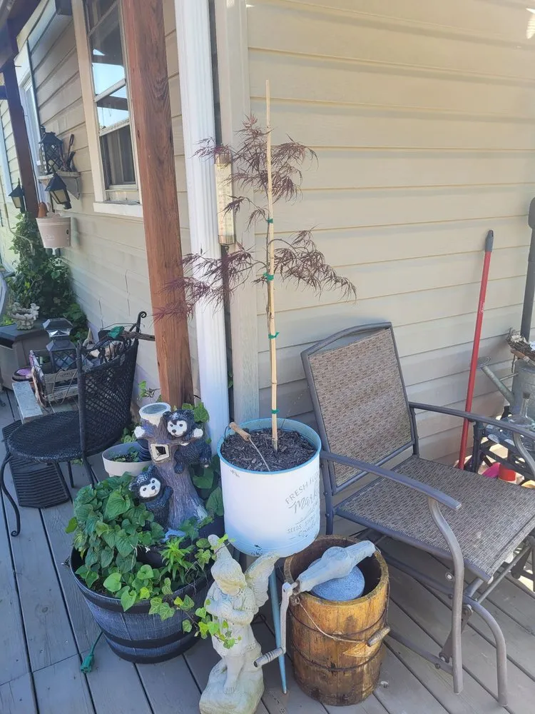 Professional residential landscaping for outdoor upgrades in Mount Holly, NC by My Mower Man