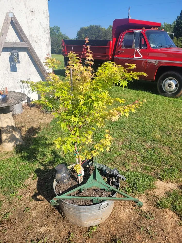 Expert yard cleanup service in Mount Holly, NC - My Mower Man