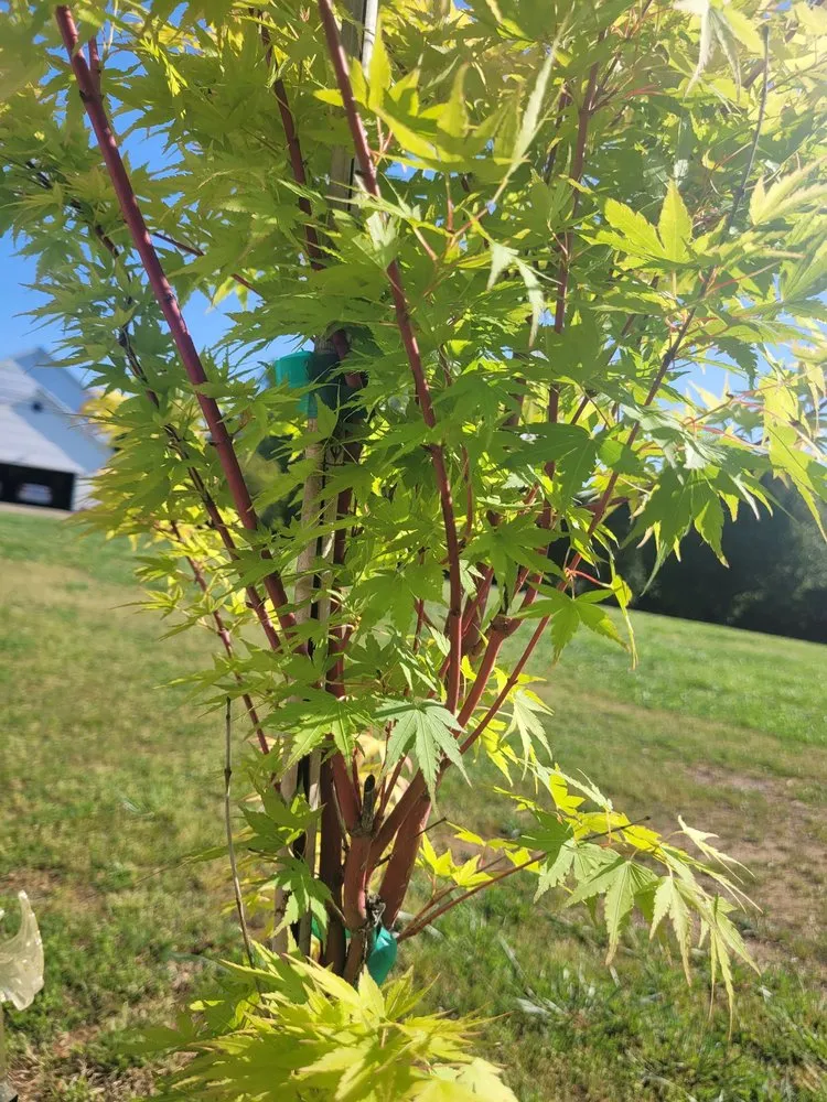 Expert landscape installation for residential properties in Mount Holly, NC by My Mower Man
