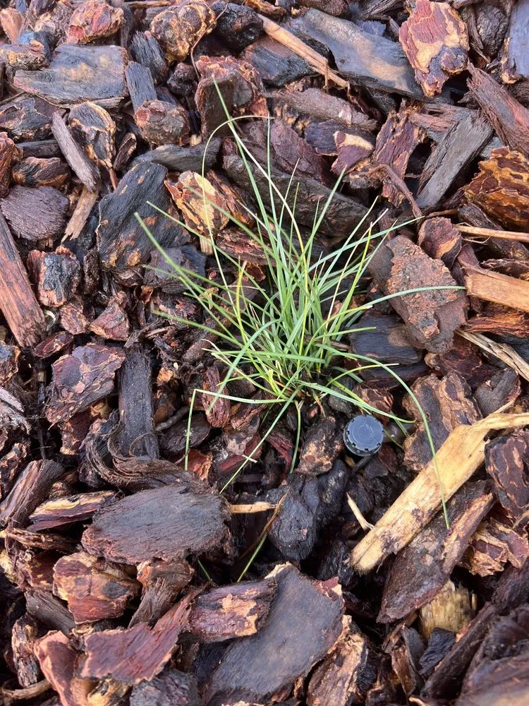 Top-rated lawn mowing service experts serving Palmdale, CA - My Mulch