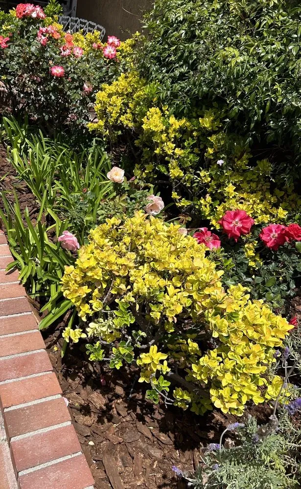 Professional landscape installation in Palmdale, CA - My Mulch