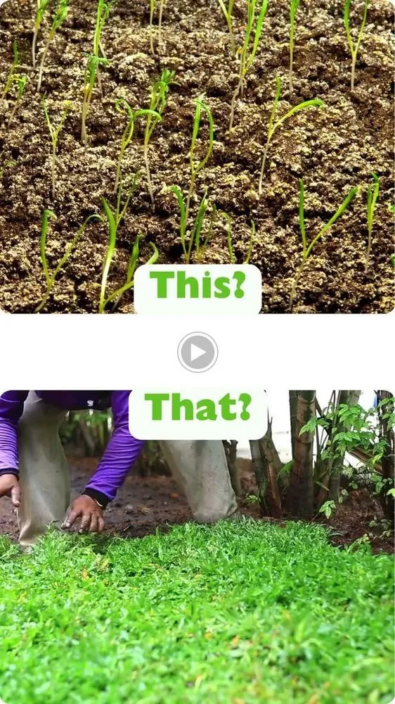 Affordable landscape installation in Allen, TX - My Neighbor Services