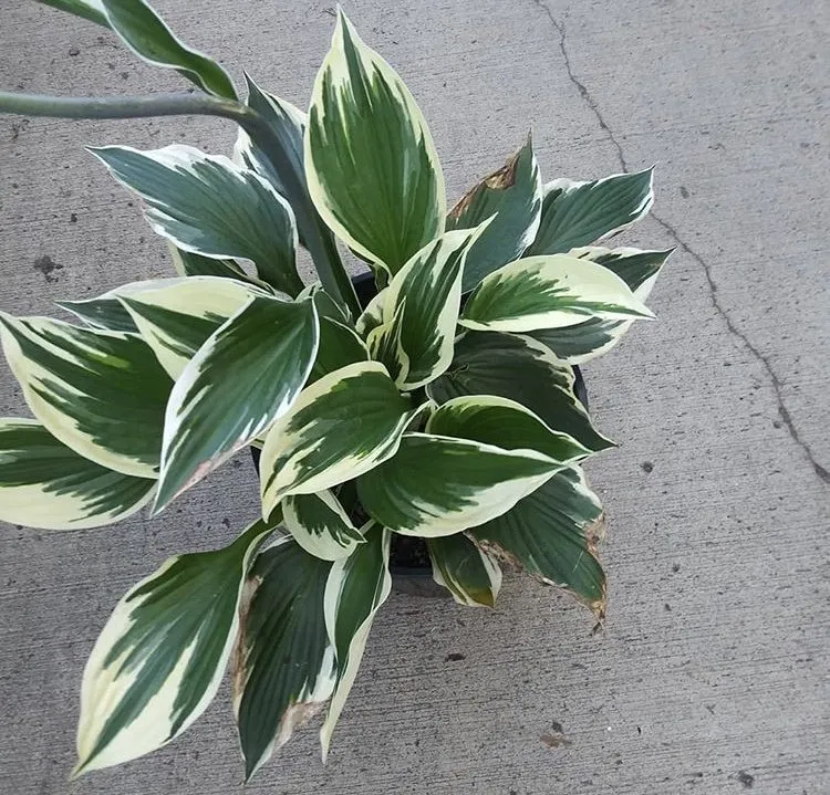 Local lawn care service in Warrensville Heights, OH by My Ohio Landscaping & Design