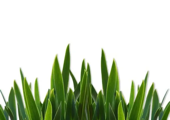 My Personal Gardener Inc Logo