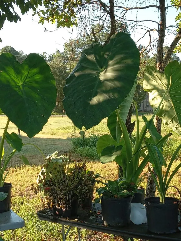 Professional landscape design experts serving Red Springs, NC - My Plant Life