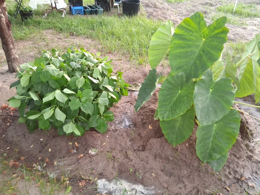 Trusted yard cleanup service in Red Springs, NC - My Plant Life