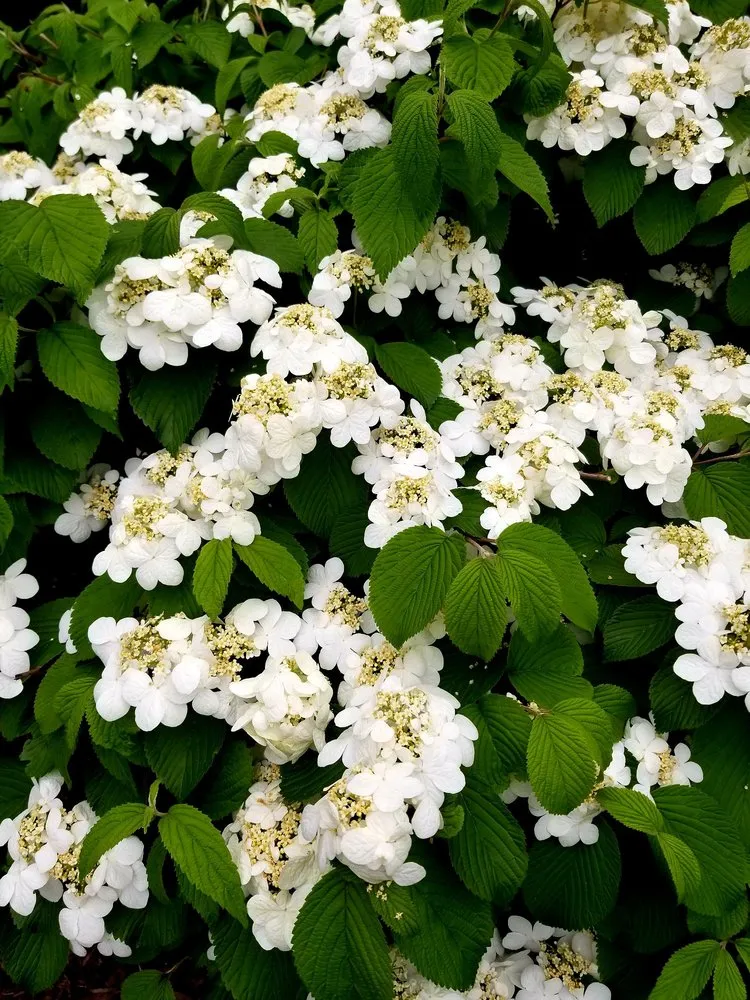 Reliable landscape installation in Dundee, IL - My Secret Garden Landscaping