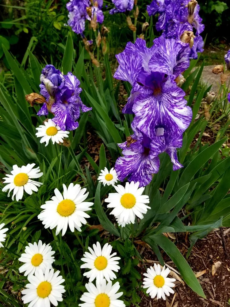 Top-rated landscape installation in Dundee, IL - My Secret Garden Landscaping