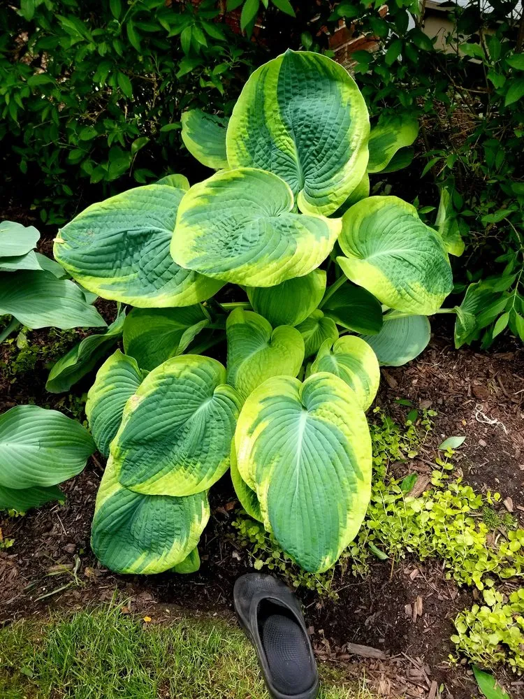 Expert landscape installation in Dundee, IL by My Secret Garden Landscaping