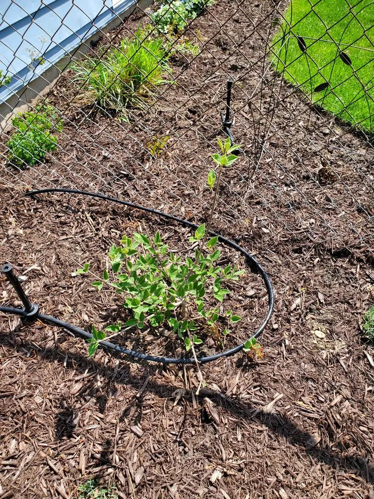 Trusted lawn mowing service for year-round maintenance in Dundee, IL by My Secret Garden Landscaping