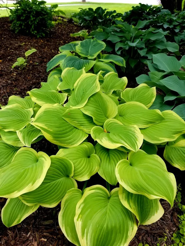 Reliable yard maintenance in Dundee, IL - My Secret Garden Landscaping