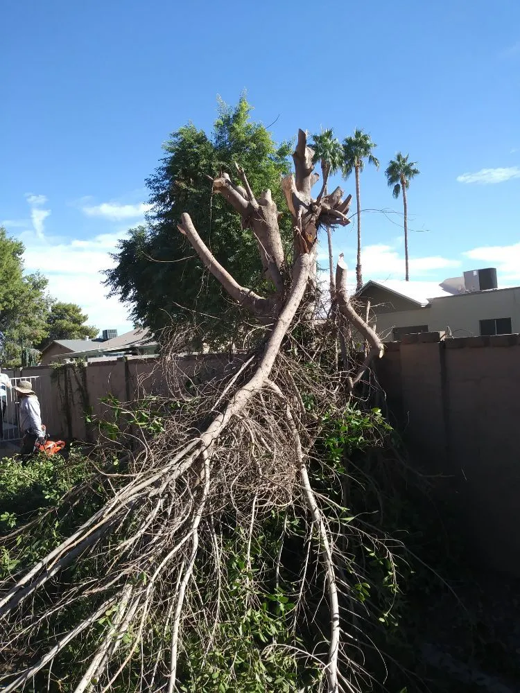 Custom yard maintenance for residential properties across Phoenix, AZ - My Tree Guy AZ