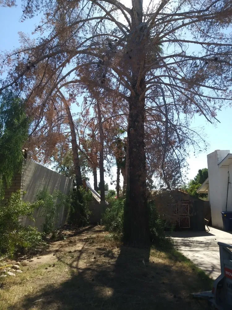 Top-rated outdoor landscaping experts serving Phoenix, AZ - My Tree Guy AZ