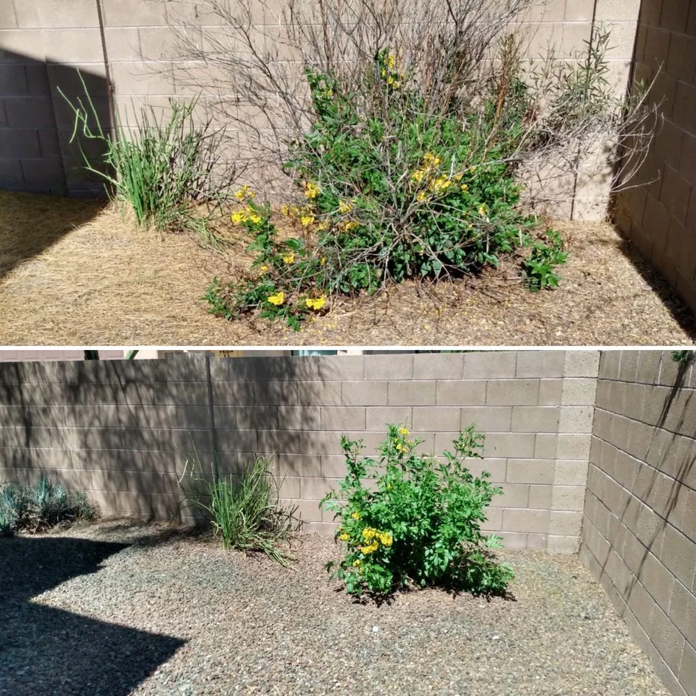 Top-rated yard cleanup service with custom design in Tucson, AZ by My Tucson Landscaping