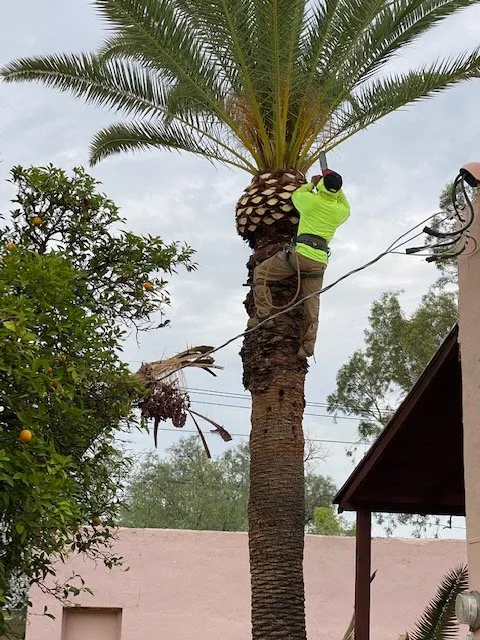 Custom yard cleanup service for year-round maintenance across Tucson, AZ - My Tucson Landscaping
