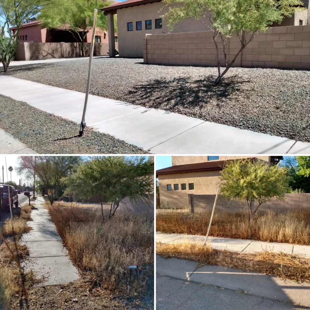 Professional outdoor landscaping for year-round maintenance in Tucson, AZ by My Tucson Landscaping