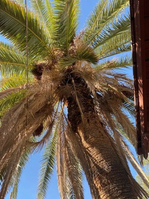 Trusted landscape design for year-round maintenance in Tucson, AZ by My Tucson Landscaping