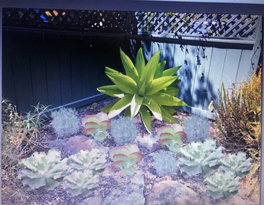 Local landscape design near you in El Cerrito, CA by My Urban Gardener