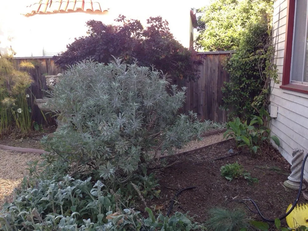 Trusted outdoor landscaping in El Cerrito, CA - My Urban Gardener