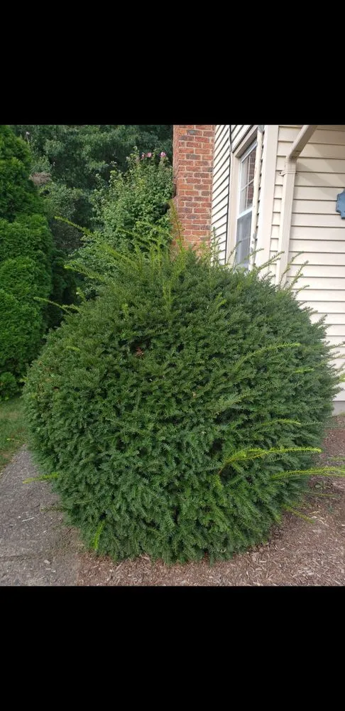 Local yard maintenance in Saddle Brook, NJ by Mycogarden