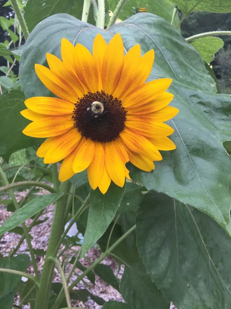 Custom yard cleanup service in Saddle Brook, NJ by Mycogarden