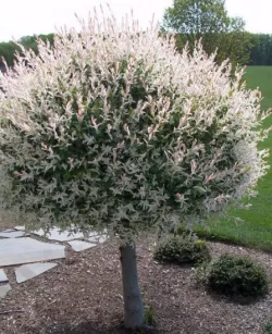 Expert landscaping services in Sykesville, MD - Myers Lawn Care Services