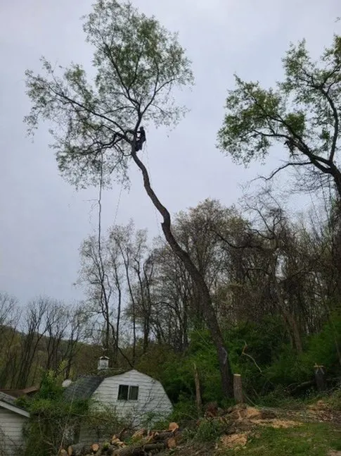 Expert yard maintenance for residential properties in Fairchance, PA by Myers Tree Service