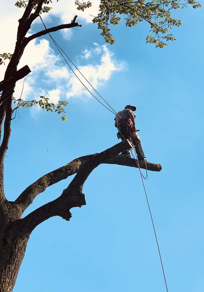 Expert lawn care service experts serving Fairchance, PA - Myers Tree Service