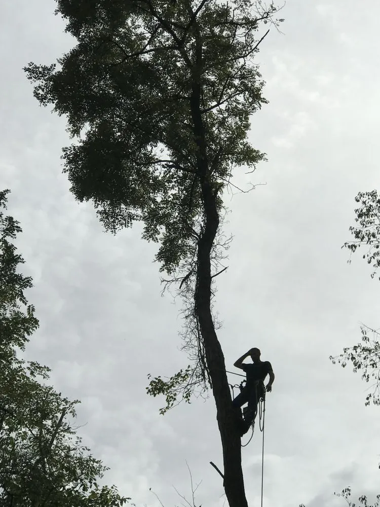 Professional yard maintenance near you in Fairchance, PA by Myers Tree Service