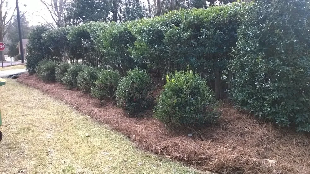 Trusted lawn care service for year-round maintenance in Winston-Salem, NC by myEZmow