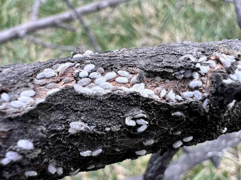 Top-rated landscaping services for residential properties in West Des Moines, IA by MyFruitCare