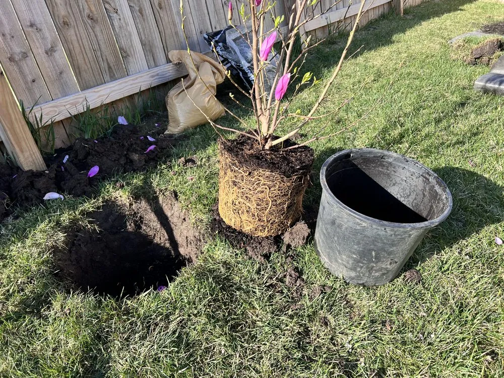 Trusted yard maintenance in West Des Moines, IA - MyFruitCare