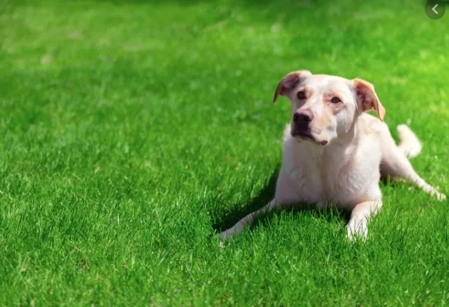 Top-rated residential landscaping with custom design across Warren Park, IN - Myles And Son’s