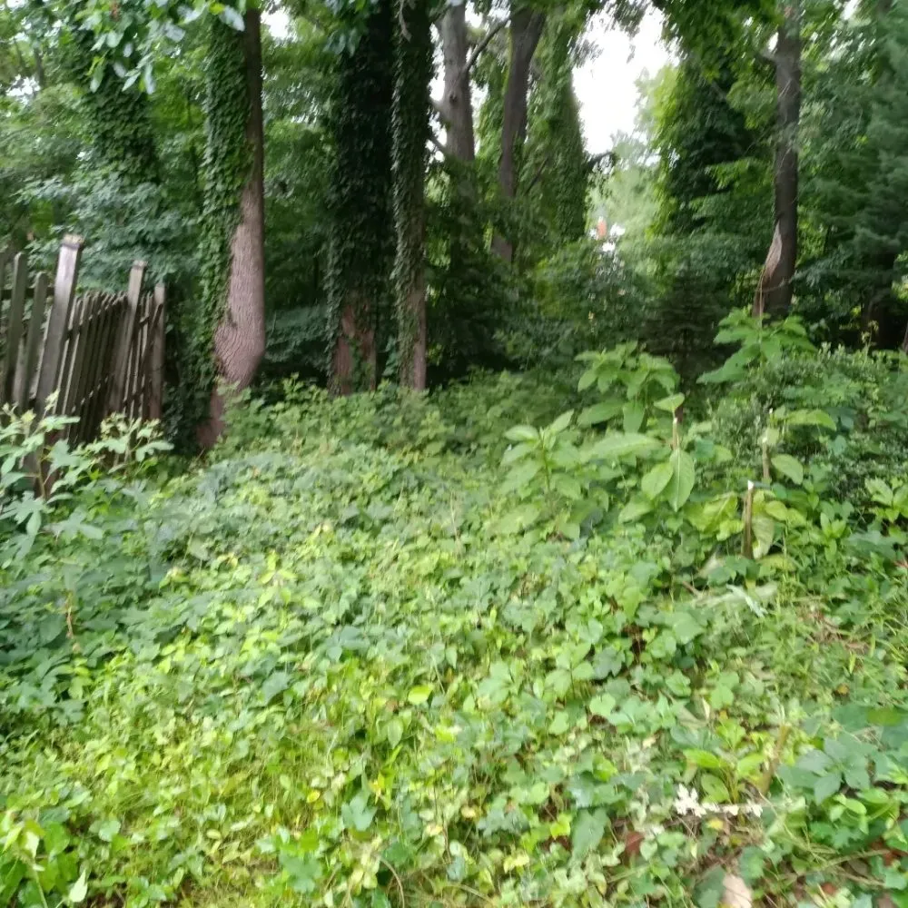 Affordable residential landscaping experts serving Baltimore, MD - Mylestone Landscaping