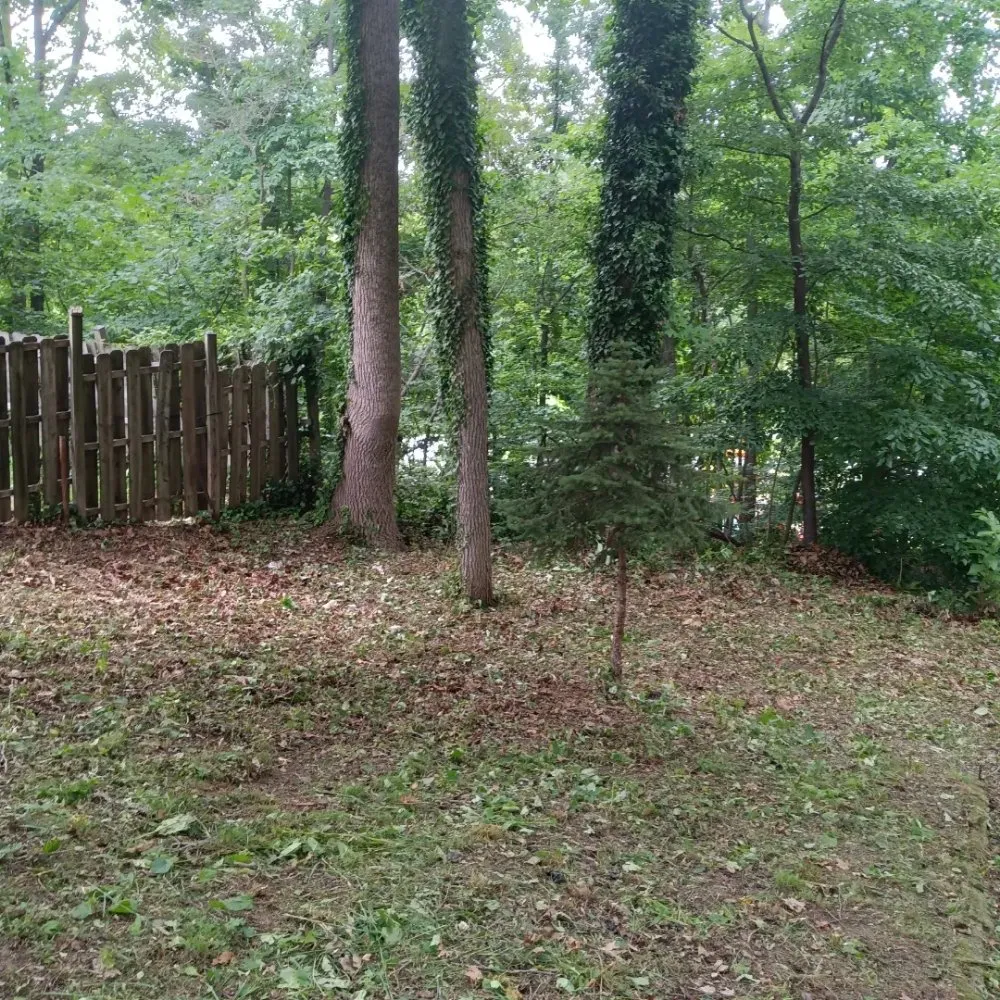 Expert yard cleanup service experts serving Baltimore, MD - Mylestone Landscaping