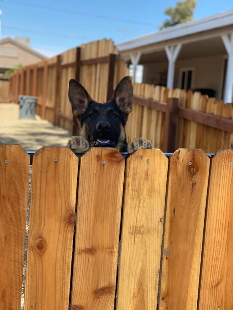 Expert yard maintenance in Bullhead City, AZ by Mynk Construction, Landscaping, & Pools