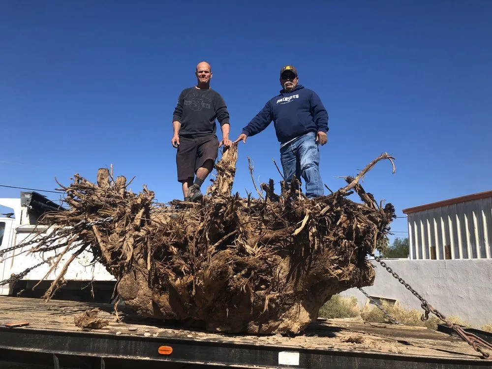 Affordable garden landscaping in Bullhead City, AZ - Mynk Construction, Landscaping, & Pools